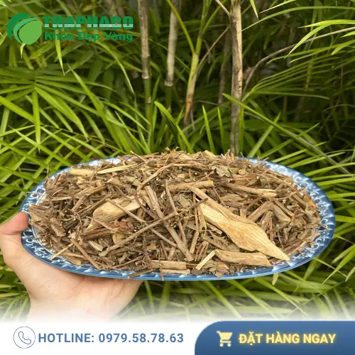 Hình ảnh chi tiết lá và thân cây hương nhu, cho thấy độ tươi và chất lượng