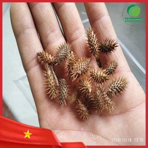 Hình ảnh ké đầu ngựa khô chất lượng cao