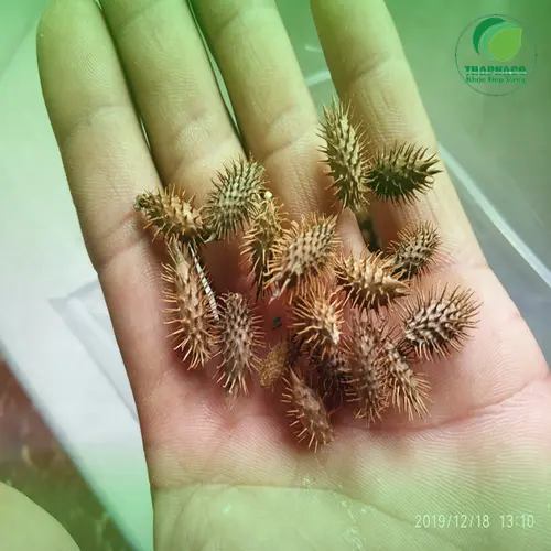 Hình ảnh cây ké đầu ngựa tươi
