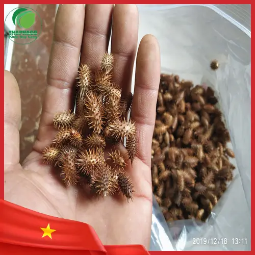 Ké đầu ngựa khô đang được phơi hoặc sấy