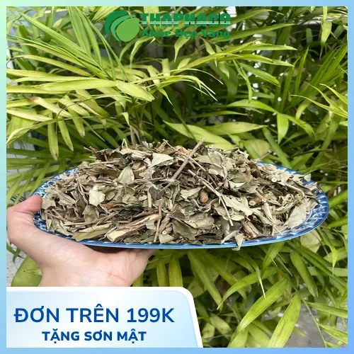 Cây khổ sâm tươi tự nhiên trong vườn