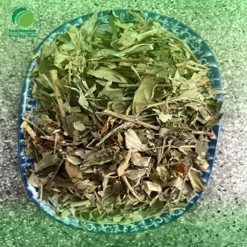 Lá và thân cây khổ sâm còn tươi