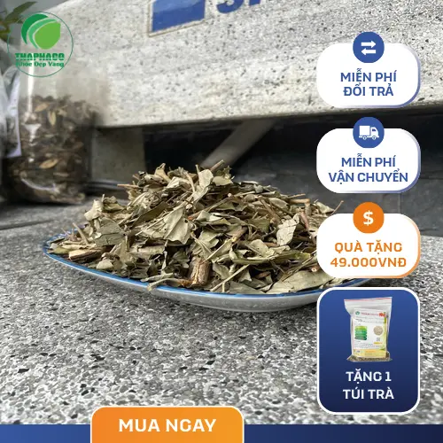 Quy trình phơi sấy Khổ Sâm đảm bảo chất lượng tại THAPHACO