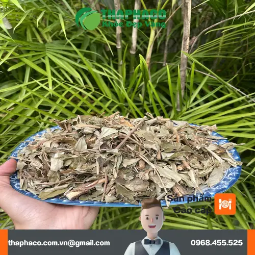 Người sử dụng khổ sâm khỏe mạnh