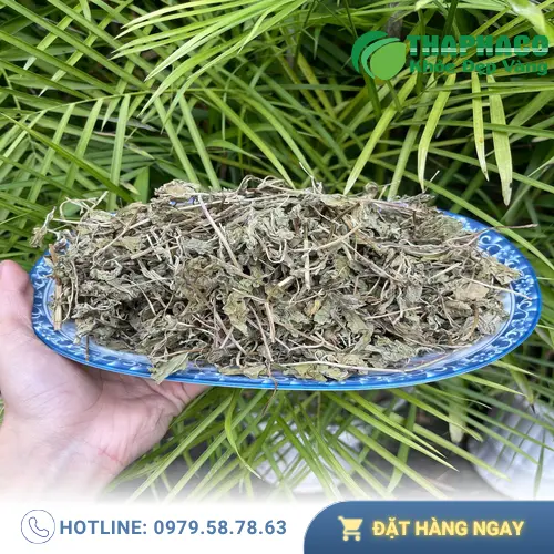 Lá bạc hà tươi xanh được thu hái tại vườn của Thảo Dược Tươi THAPHACO