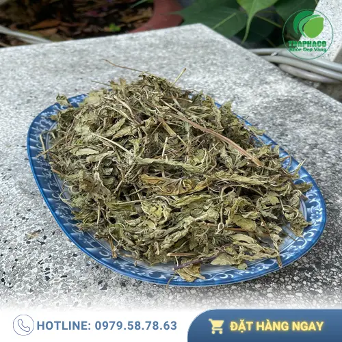 Lá bạc hà tươi được thu hoạch cẩn thận tại vườn của THAPHACO