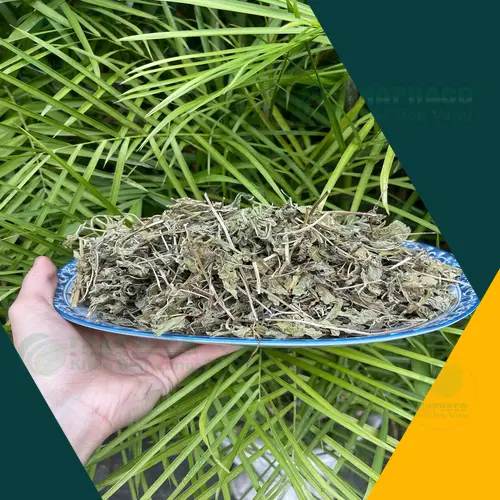 Lá bạc hà khô được bảo quản cẩn thận trong lọ kín, đảm bảo giữ nguyên chất lượng