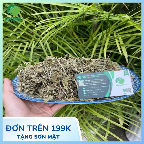 Thương hiệu THAPHACO cung cấp thảo dược tươi uy tín