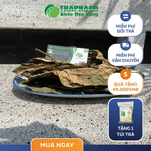 Hình ảnh lá khôi tía đã được phơi khô hoặc sấy khô theo tiêu chuẩn
