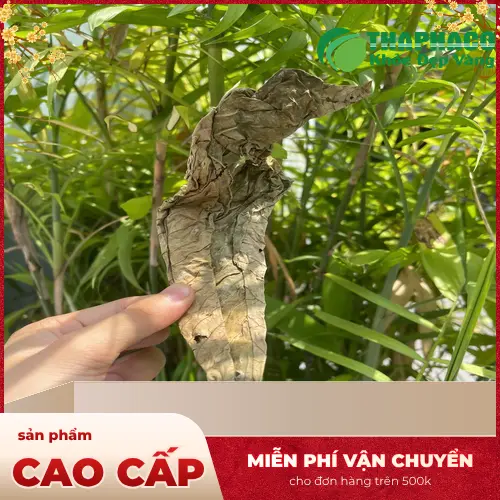 Tổng quan cây lá khôi tía trong tự nhiên