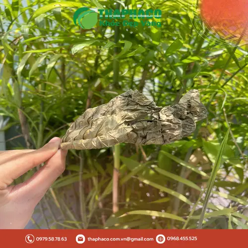 Đóng gói lá khôi tía chuyên nghiệp