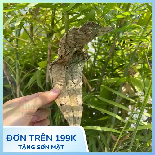 Sản phẩm lá khôi tía sấy khô đạt chuẩn