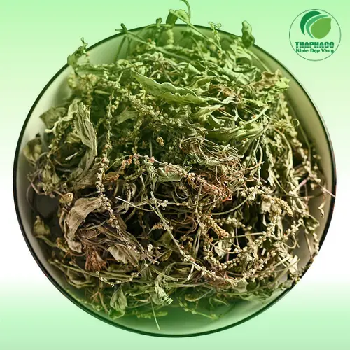 Quy trình đóng gói cây mã đề khô tại THAPHACO