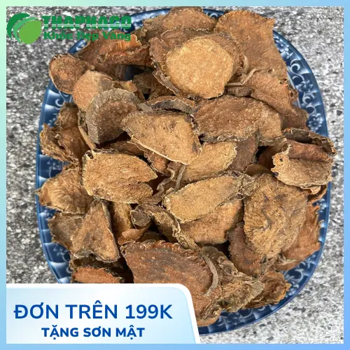 Cây Móp gai tươi nguyên chất được thu hái thủ công
