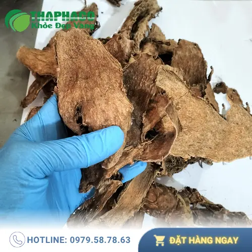 Quy trình sấy khô móp gai hiện đại tại THAPHACO