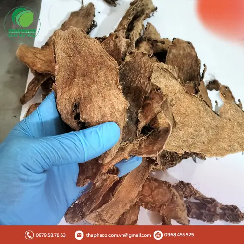 Hình ảnh mướp gai tươi xanh tại Thảo Dược Tươi THAPHACO