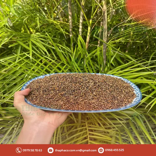 Nụ vối THAPHACO giữ trọn dược tính tự nhiên
