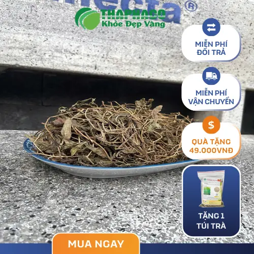 Cây Sài đất tươi - Thảo dược quý giá