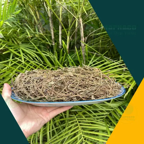 Quy trình chế biến sài đất sấy khô hiện đại tại THAPHACO