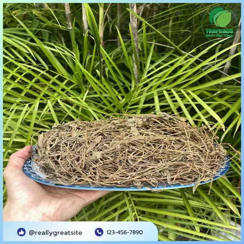 Pha trà Sài đất để giải độc gan
