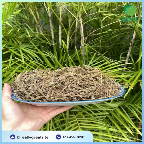 Sài Đất khô THAPHACO được đóng gói cẩn thận
