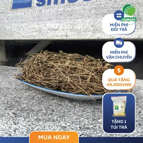 Sản phẩm Sài Đất khô chất lượng cao từ Thảo Dược Tươi THAPHACO, sẵn sàng sử dụng