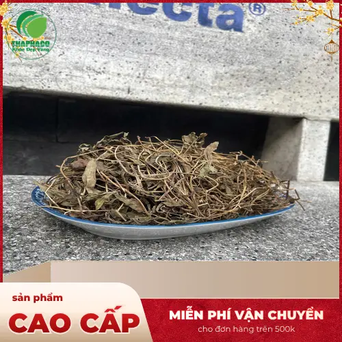 Hướng dẫn cách pha và sử dụng Sài Đất khô đúng cách từ chuyên gia dược sĩ THAPHACO
