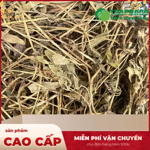 Dược sĩ tư vấn cách sử dụng sài đất sấy khô an toàn và hiệu quả