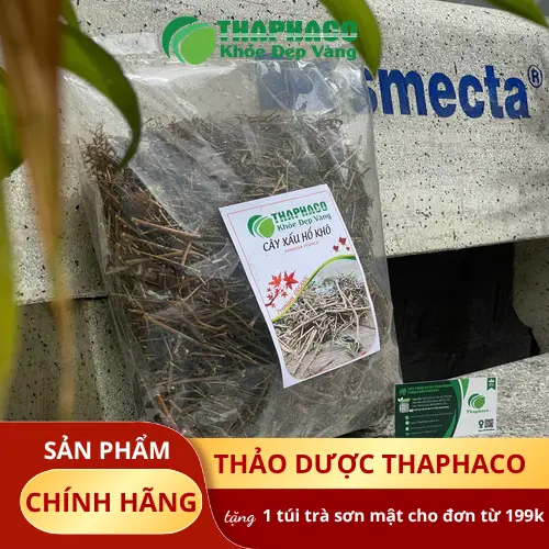 Cây xấu hổ (Mimosa Pudica) với đặc điểm khép lá đặc trưng