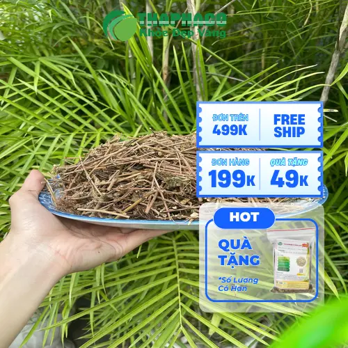 Hình ảnh cây xấu hổ mọc tự nhiên, phần thân và lá rõ nét