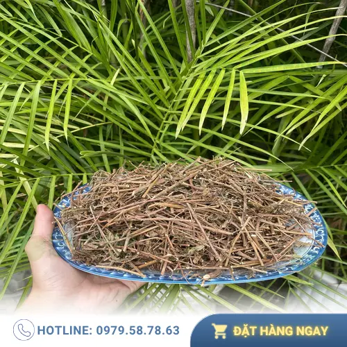Quy trình sản xuất cây xấu hổ khô tại THAPHACO