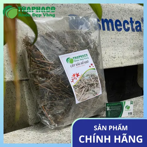 Cành cây xấu hổ với lá và hoa màu tím đặc trưng
