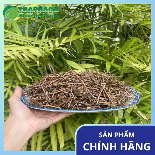 Cây Xấu Hổ Sơ Chế - Thảo Dược Sạch