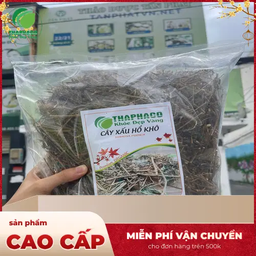 Cây xấu hổ sấy khô sẵn sàng cho quá trình pha chế