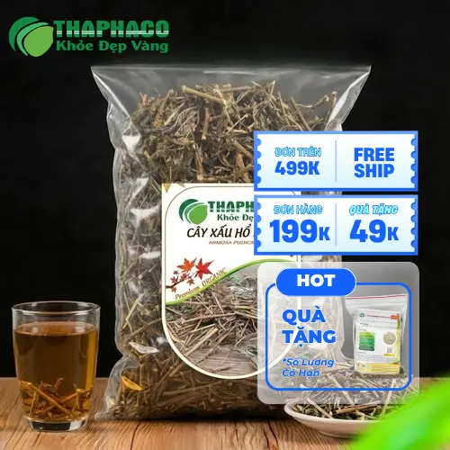Cách sử dụng cây xấu hổ khô hiệu quả