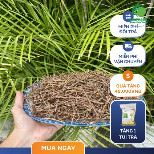 Thảo Dược Tươi THAPHACO - Nơi cung cấp cây xấu hổ sấy khô uy tín