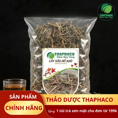 Cây xấu hổ tươi đang được thu hoạch và chọn lọc