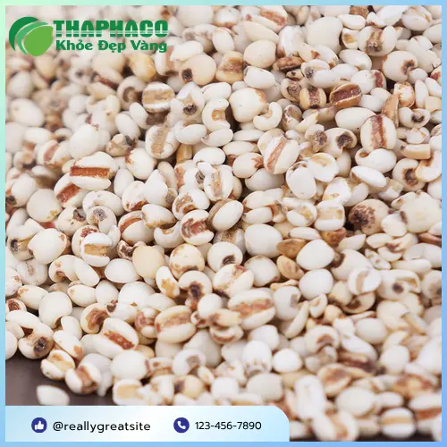 Ý dĩ Thảo Dược Tươi THAPHACO chất lượng cao
