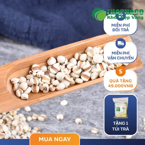 Ý dĩ khô giúp thanh nhiệt, giải độc cơ thể hiệu quả