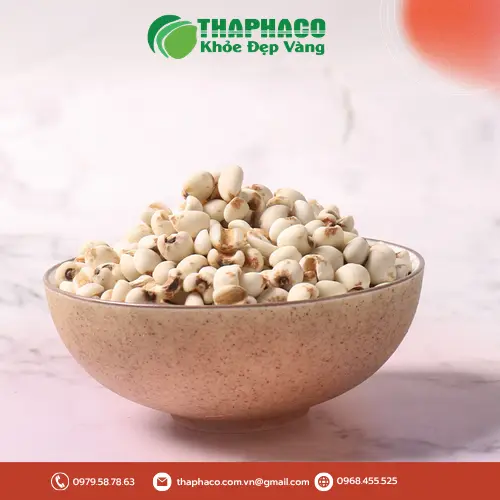 Khuyến mãi đặc biệt khi mua ý dĩ tại Thảo Dược Tươi THAPHACO