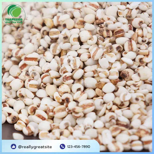 Tư vấn chuyên sâu về Ý Dĩ và các thảo dược khác
