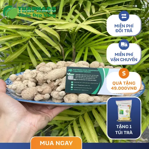 Hình ảnh củ tam thất nam được đóng gói và bảo quản kỹ lưỡng tại Thảo Dược Tươi THAPHACO