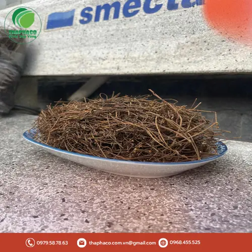 Dây tơ hồng phơi khô và chế biến theo chuẩn THAPHACO