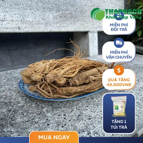 Hình ảnh cây đương quy tươi tự nhiên và những công dụng tuyệt vời cho sức khỏe