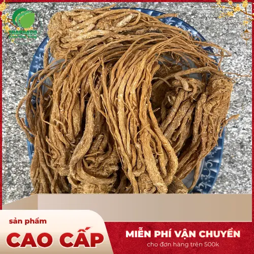 Lát Đương Quy khô chất lượng cao từ Thảo Dược Tươi THAPHACO