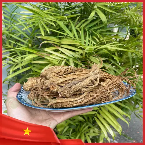 Đương quy chất lượng cao tại Thảo Dược Tươi THAPHACO với giá ưu đãi