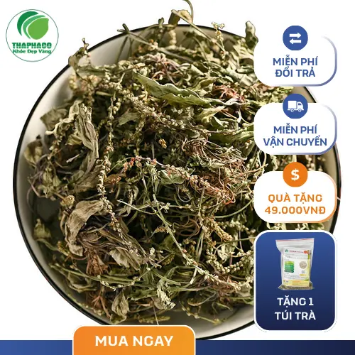 Hình ảnh cây mã đề tươi tự nhiên, lá xanh mướt, cho thấy sự tươi sạch và chất lượng của thảo dược
