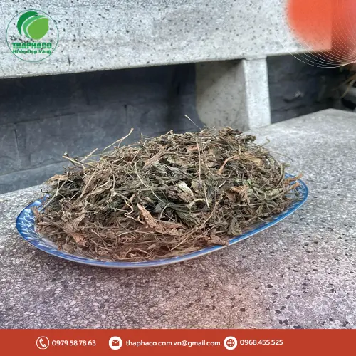 Khuyến mãi đặc biệt khi mua mã đề sấy khô tại THAPHACO
