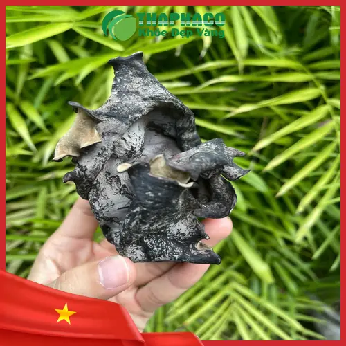 Mộc nhĩ khô chất lượng cao THAPHACO đã sơ chế, sẵn sàng cho món ăn