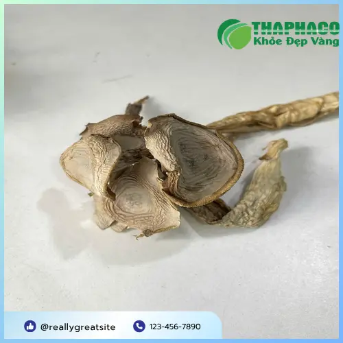 Công dụng nấm lộc nhung hỗ trợ sức khỏe
